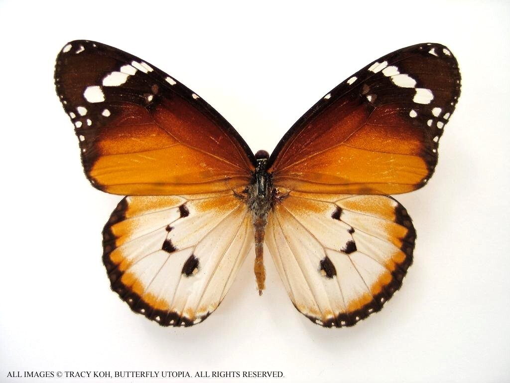 Danaus chrysippus monarch butterfly - Unspread, wing closed, dried papered Danaus chrysippus monarch butterfly - Unspread, wing closed, dried papered