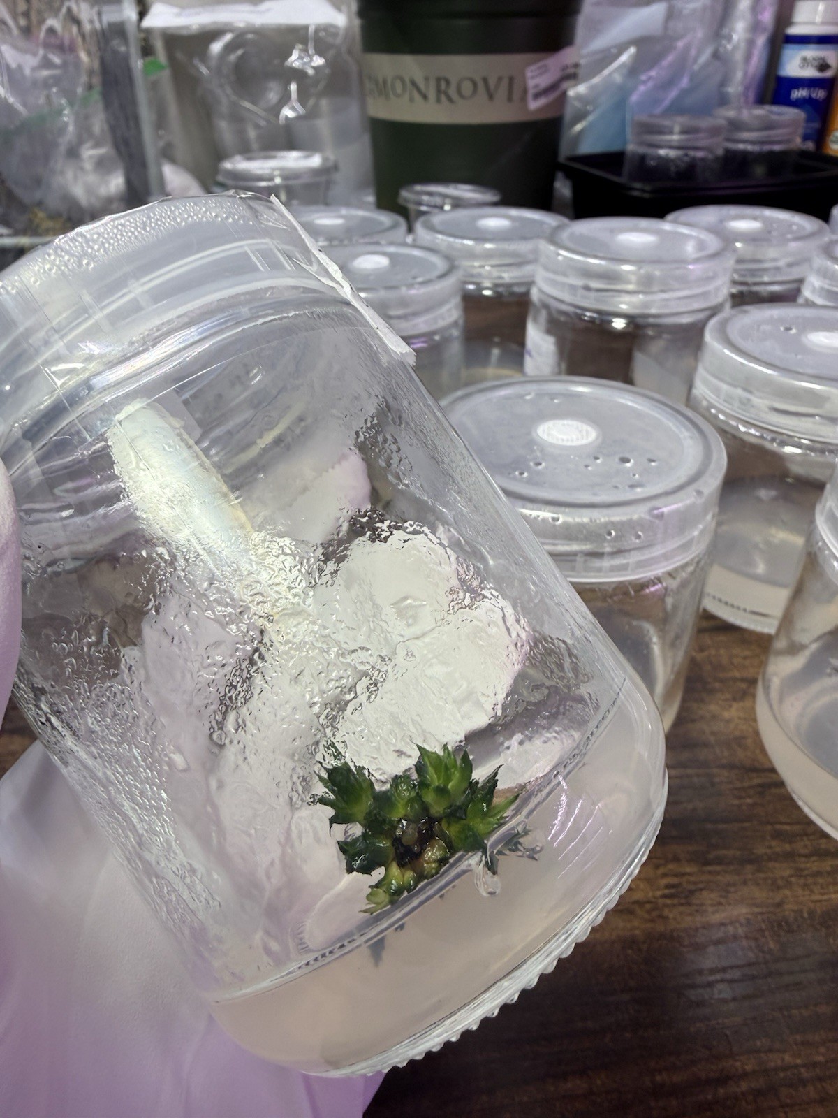 TISSUE CULTURE MADE EASY Multip Media 200mL Jar w/40ml agar MULTIPLY RARE PLANTS TISSUE CULTURE MADE EASY Multip Media 200mL Jar w/40ml agar MULTIPLY RARE PLANTS