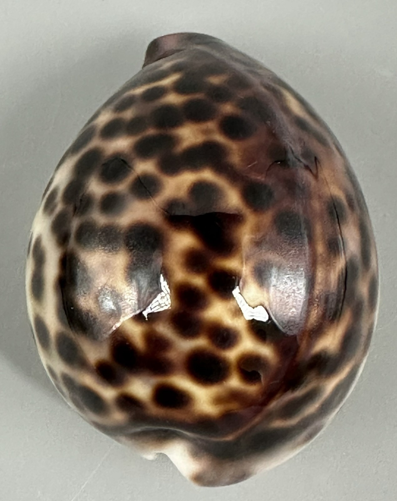 Cypraea tigris pardalis 62mm GEM UNUSUAL DARK GLOBOSE LARGE SPOTS Cowrie Cypraea tigris pardalis 62mm GEM UNUSUAL DARK GLOBOSE LARGE SPOTS Cowrie