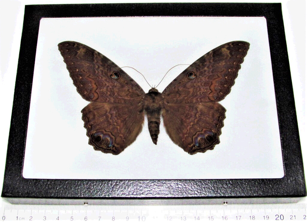 Ascalapha odorata REAL FRAMED BLACK WITCH MOTH TEXAS USA Ascalapha odorata REAL FRAMED BLACK WITCH MOTH TEXAS USA