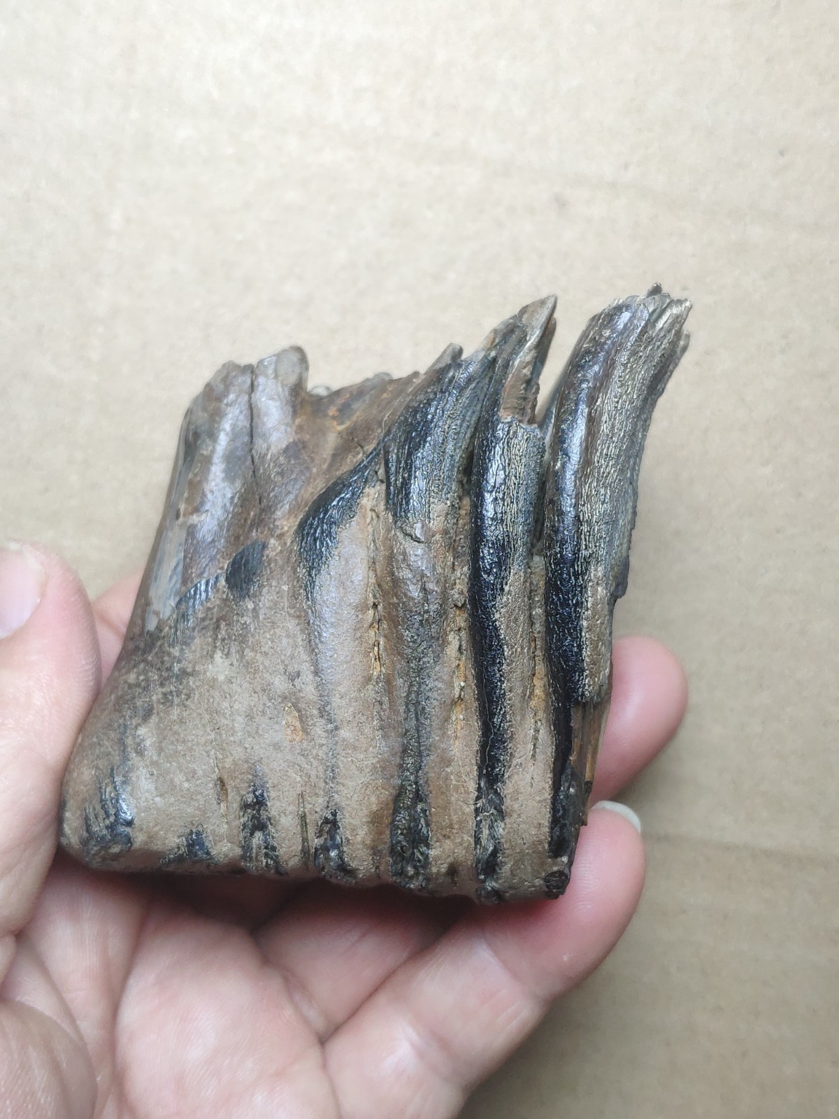 230g Beautiful Ice Age tooth collection 230g Beautiful Ice Age tooth collection