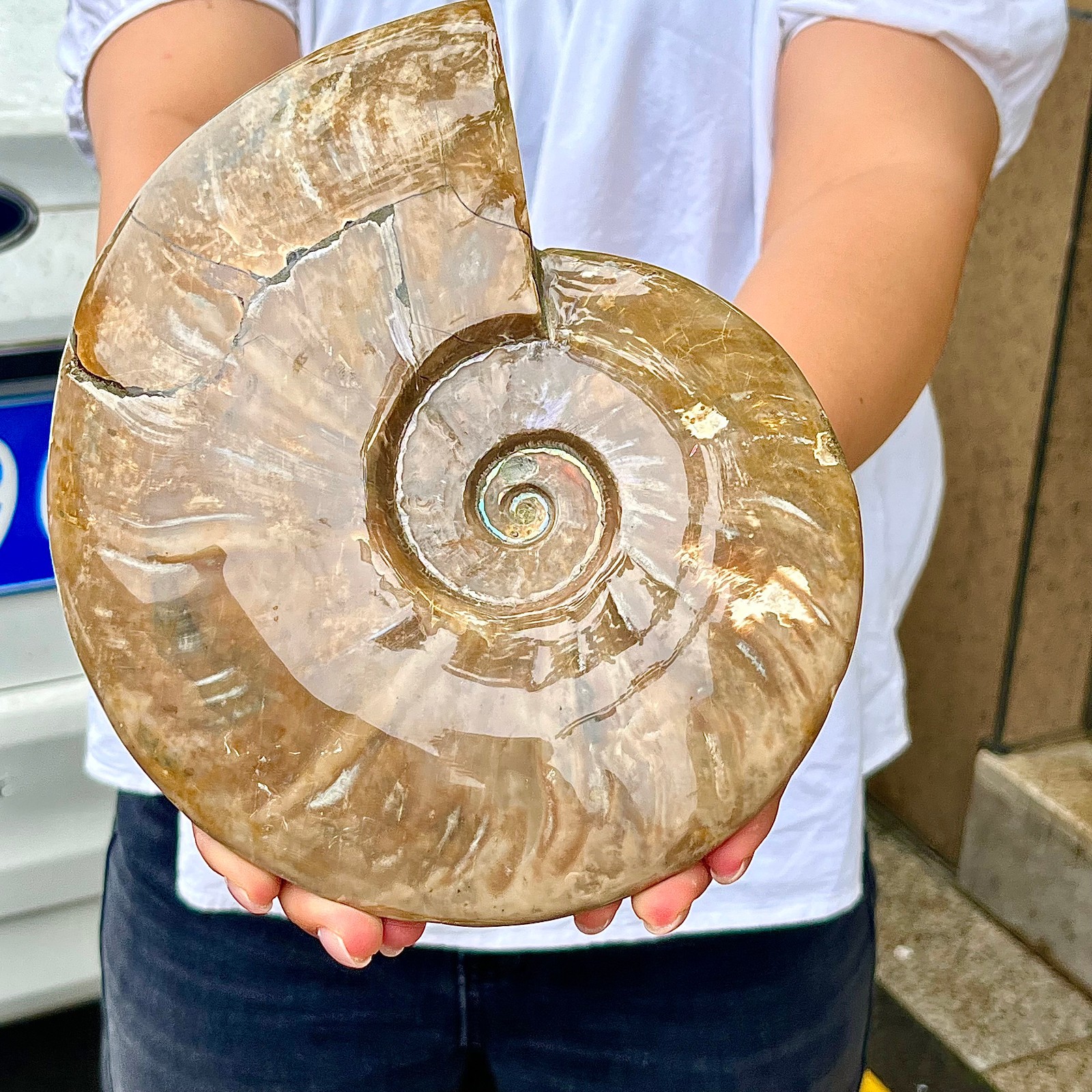 4.29LB  Rare Madagascar colored conch fossil home decoration