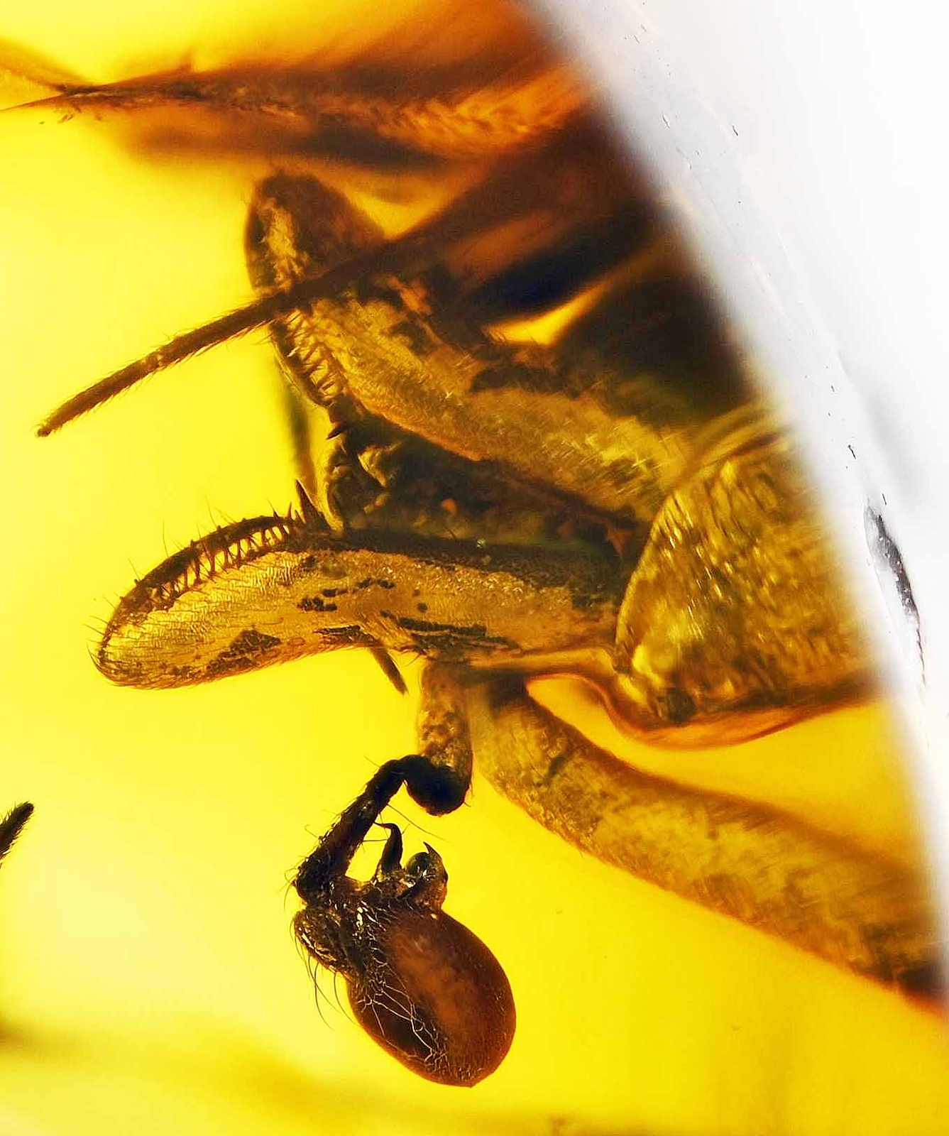 Rare Archaeidae (Assassin Spider), Fossil Inclusion in Baltic Amber