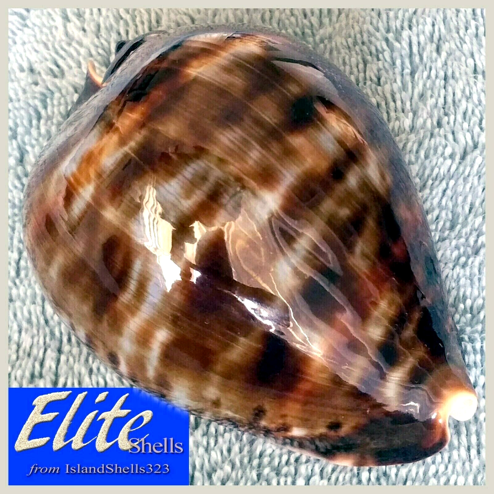 Cypraea zoila vercoi #3  90.1mm ULTRA GIANT STUNNING BEAUTY from W. Australia