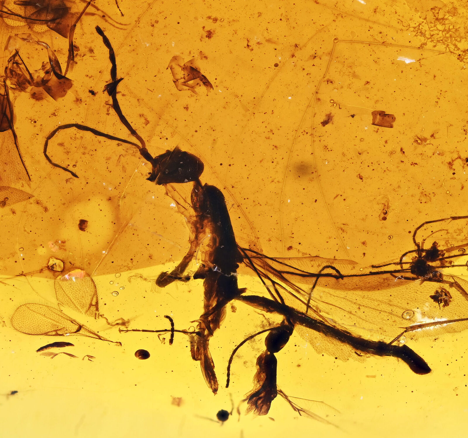 3x Campsomeris prismatica (Long Tailed Wasp), Fossil Inclusion in Burmese Amber