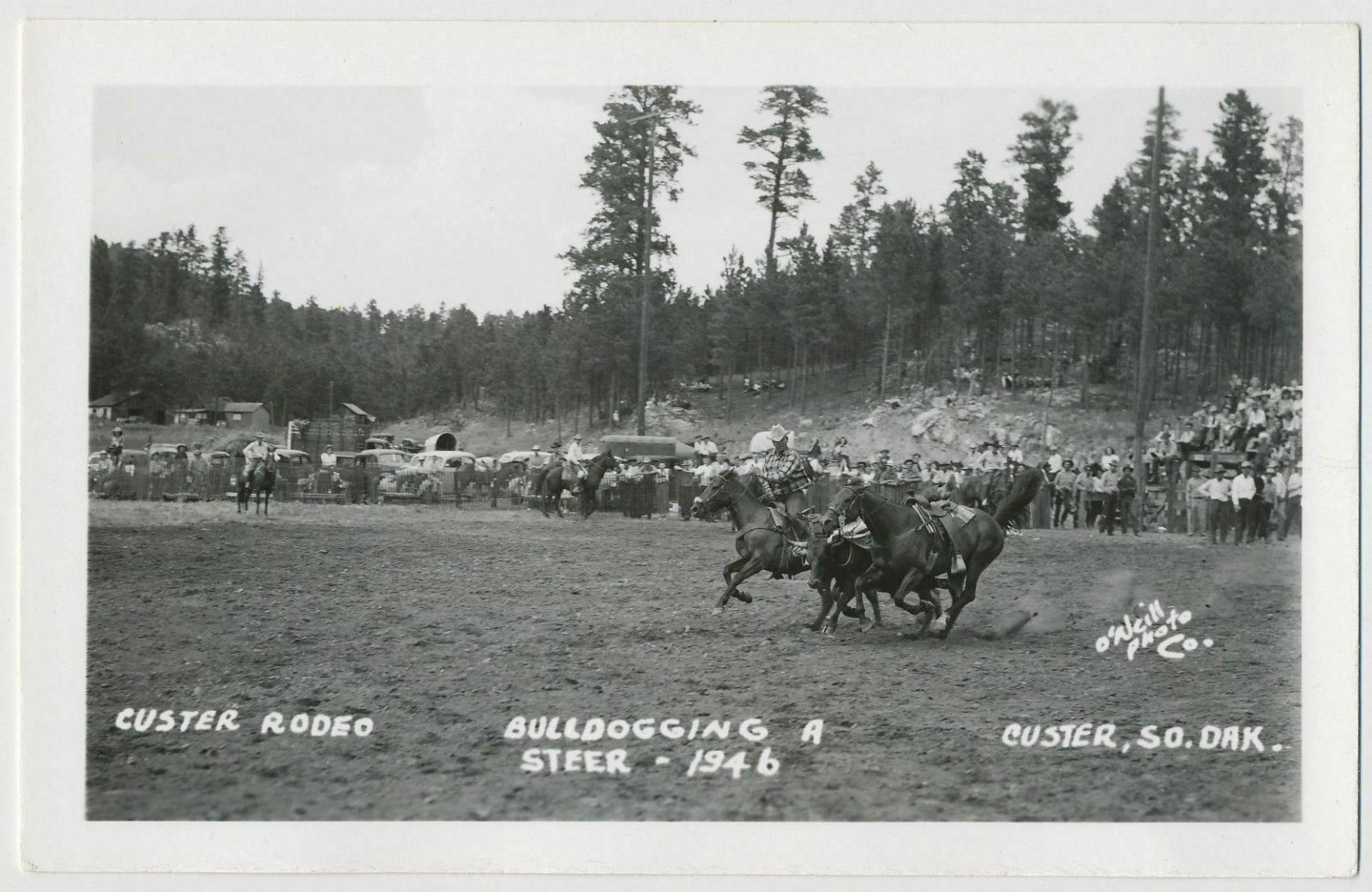 Bulldogging a Steer, Custer Rodeo, Custer, South Dakota 1946 RPPC Bulldogging a Steer, Custer Rodeo, Custer, South Dakota 1946 RPPC