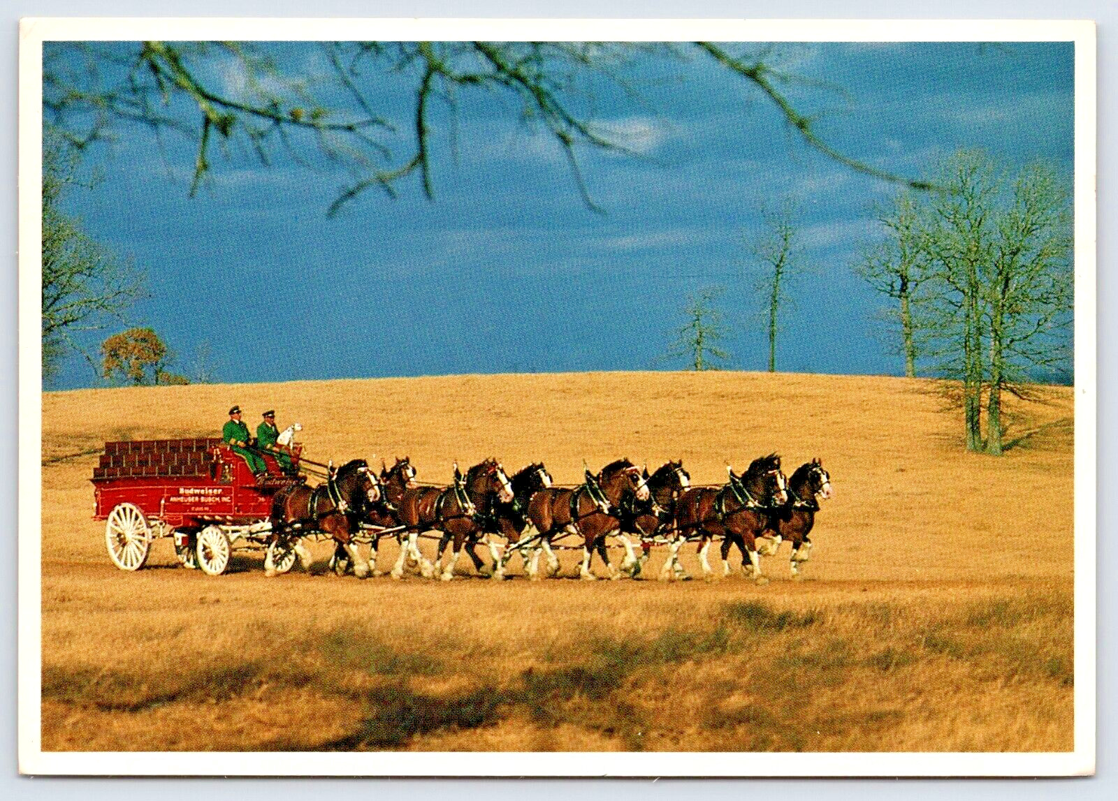 Two Postcards 4x6 Budweiser Clydesdales 8 Horse Hitch & Running Mare & Foal A10