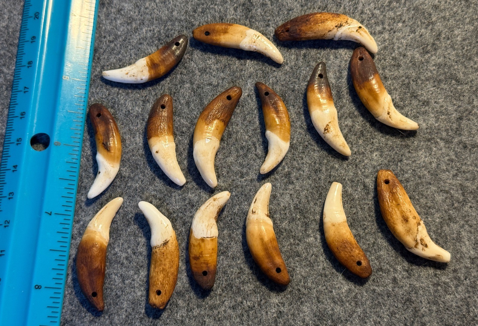 15 Original 1800's Drilled Canine Teeth Native American Indian Sioux 15 Original 1800's Drilled Canine Teeth Native American Indian Sioux