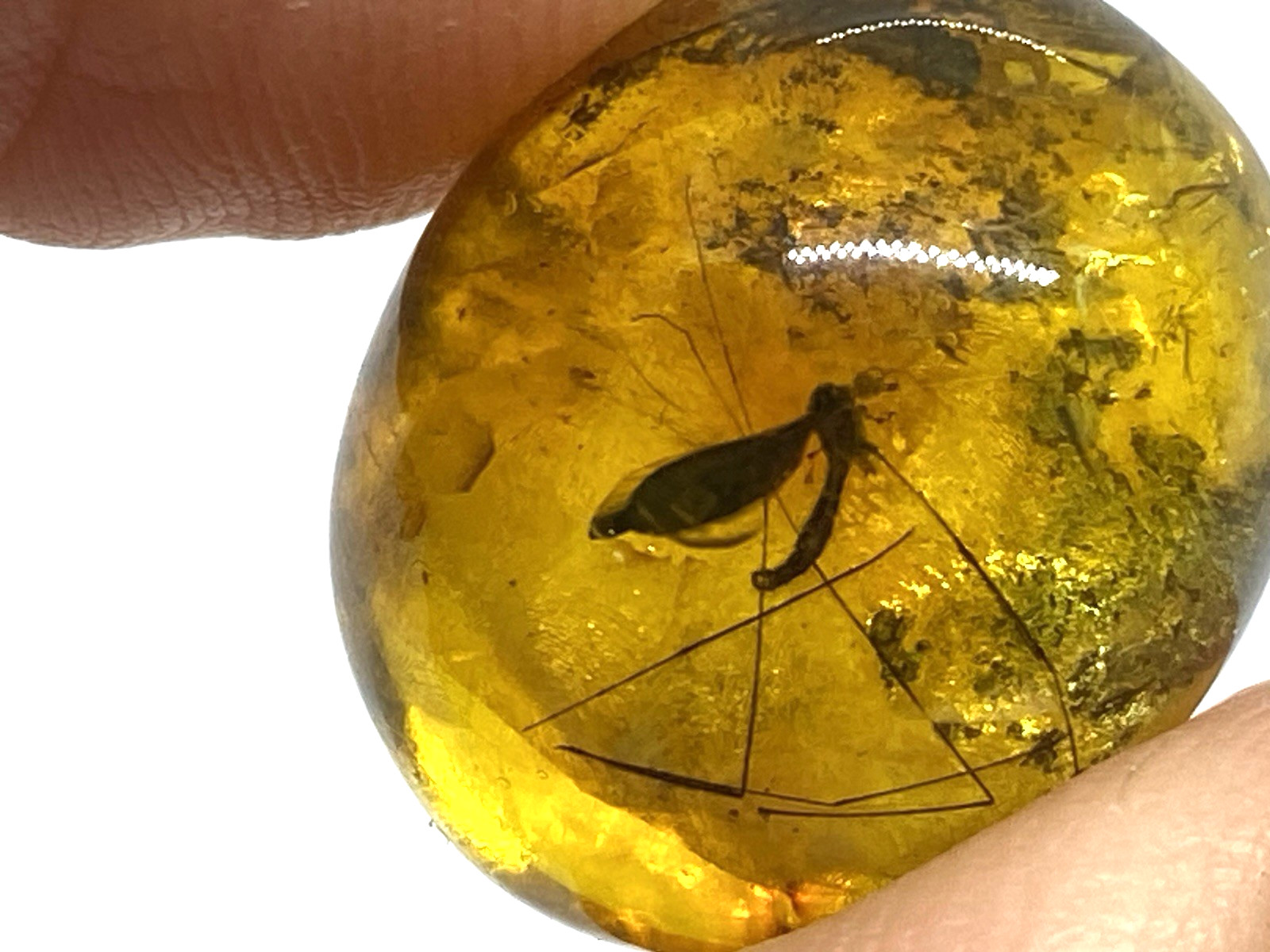 Amber Piece With INSECT Collectible Baltic Undrilled Fossil Inclusion 2,2g 21673 Amber Piece With INSECT Collectible Baltic Undrilled Fossil Inclusion 2,2g 21673