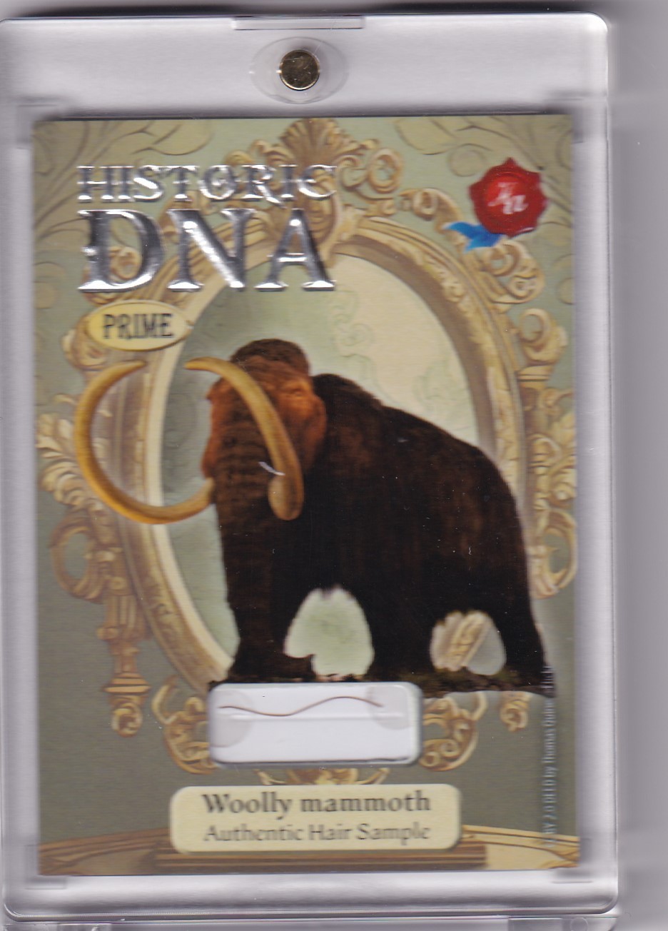 WOOLLY MAMMOTH /20 HAIR STRAND DNA RELIC 2024 HISTORIC AUTOGRAPHCS PRIME WOOLLY MAMMOTH /20 HAIR STRAND DNA RELIC 2024 HISTORIC AUTOGRAPHCS PRIME