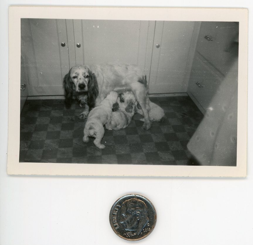 Vintage 1940s mini DOG photo / Beleaguered SPANIEL MAMA Nursing Adorable PUPPIES Vintage 1940s mini DOG photo / Beleaguered SPANIEL MAMA Nursing Adorable PUPPIES