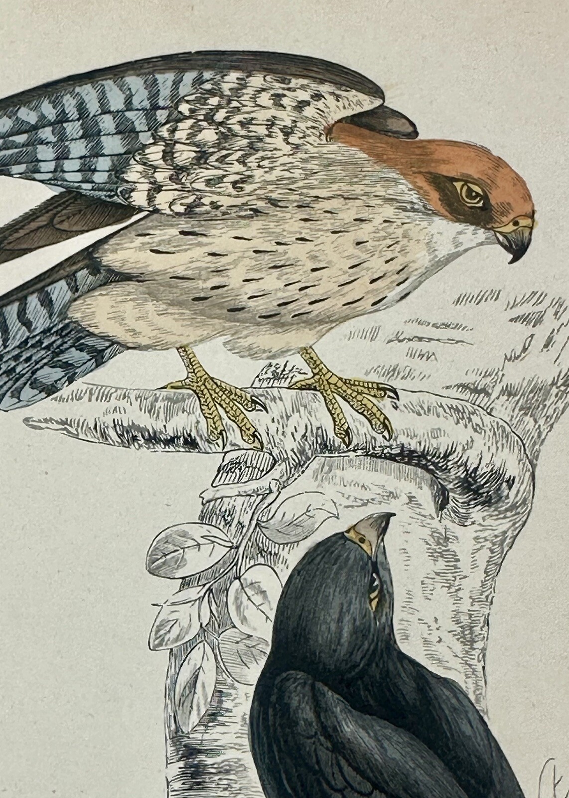 Authentic Antique Woodblock Prints, Hand Colored, Birds of Prey, Hawk, Eagle, Authentic Antique Woodblock Prints, Hand Colored, Birds of Prey, Hawk, Eagle,