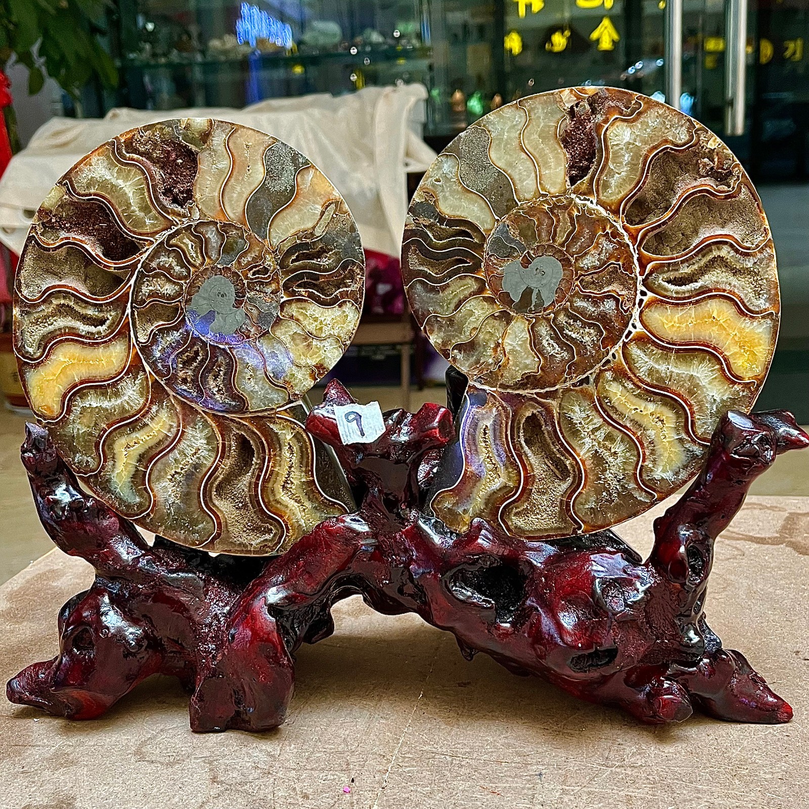 5.95LB 1pair of Natural conch slice polished Fossil Madagasca 5.95LB 1pair of Natural conch slice polished Fossil Madagasca