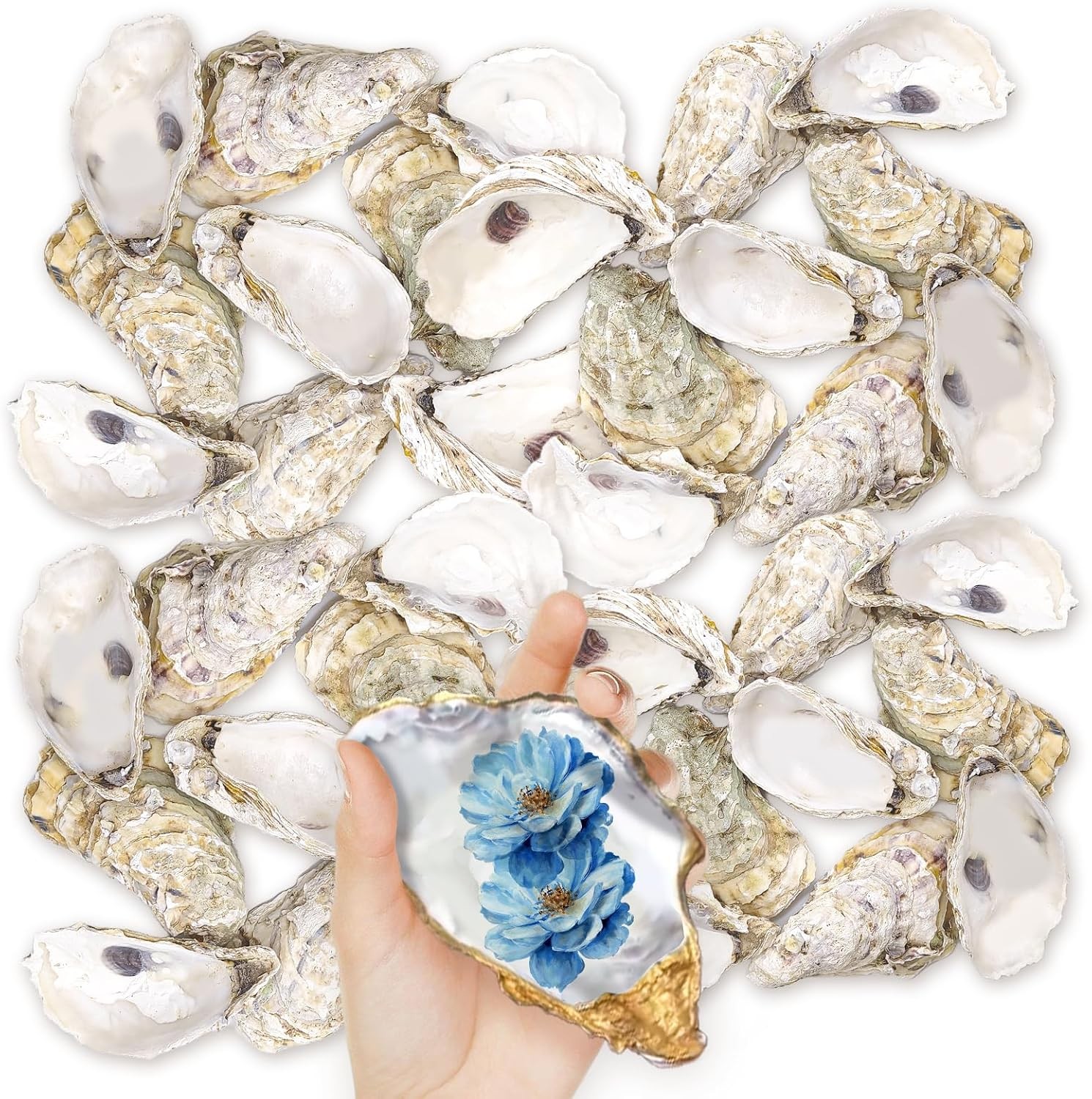 36PCS Oyster Shells 5"-6" Large Oyster Shells Bulk Oyster Shells for Home 36PCS Oyster Shells 5"-6" Large Oyster Shells Bulk Oyster Shells for Home