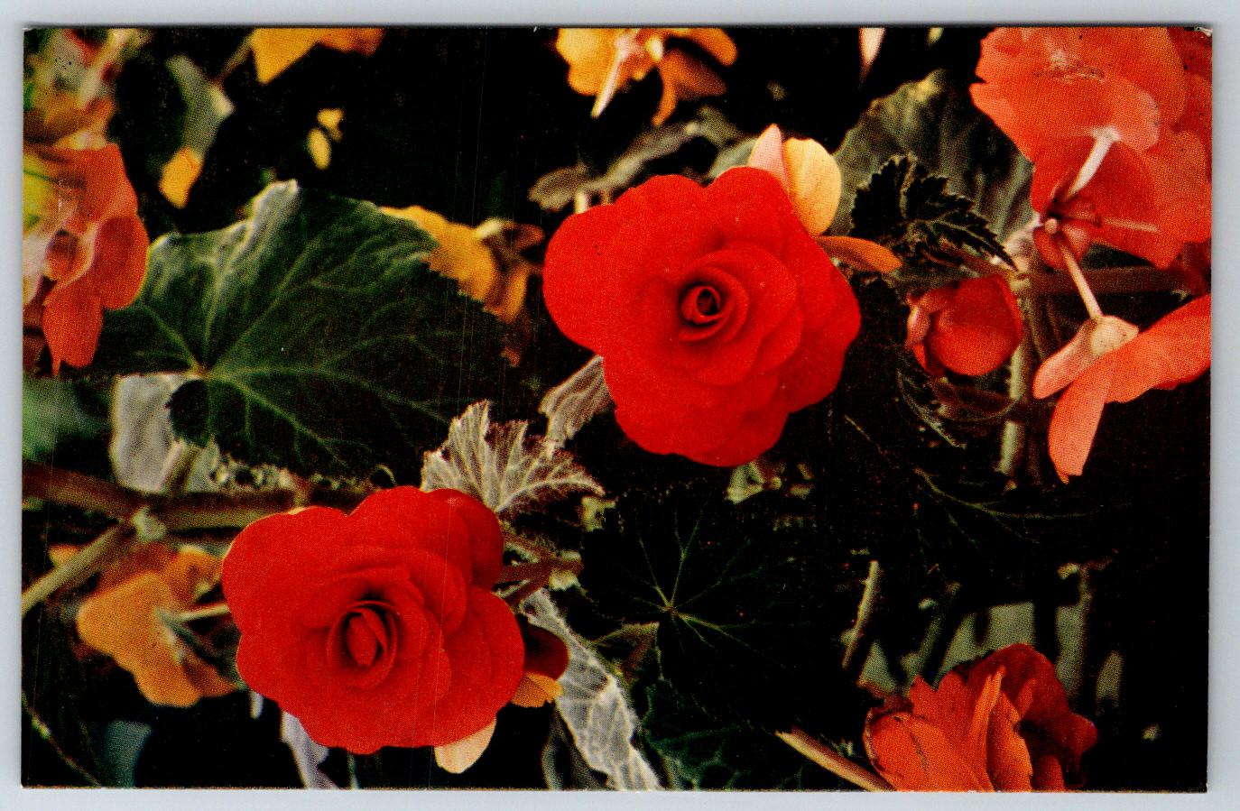 c1940s Begonia Tropical Foliage Berkeley California Linen Postcard c1940s Begonia Tropical Foliage Berkeley California Linen Postcard