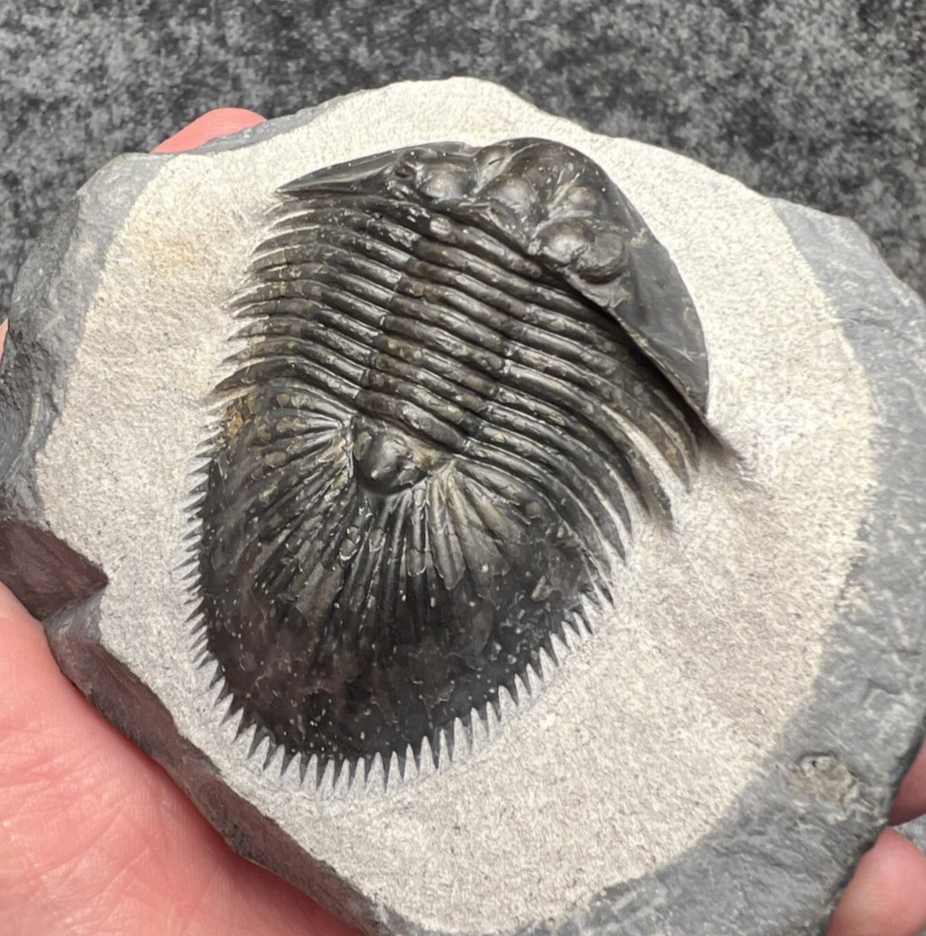 Thysanopeltis speciosa Trilobite Fossil – Beautifully Preserved ✅