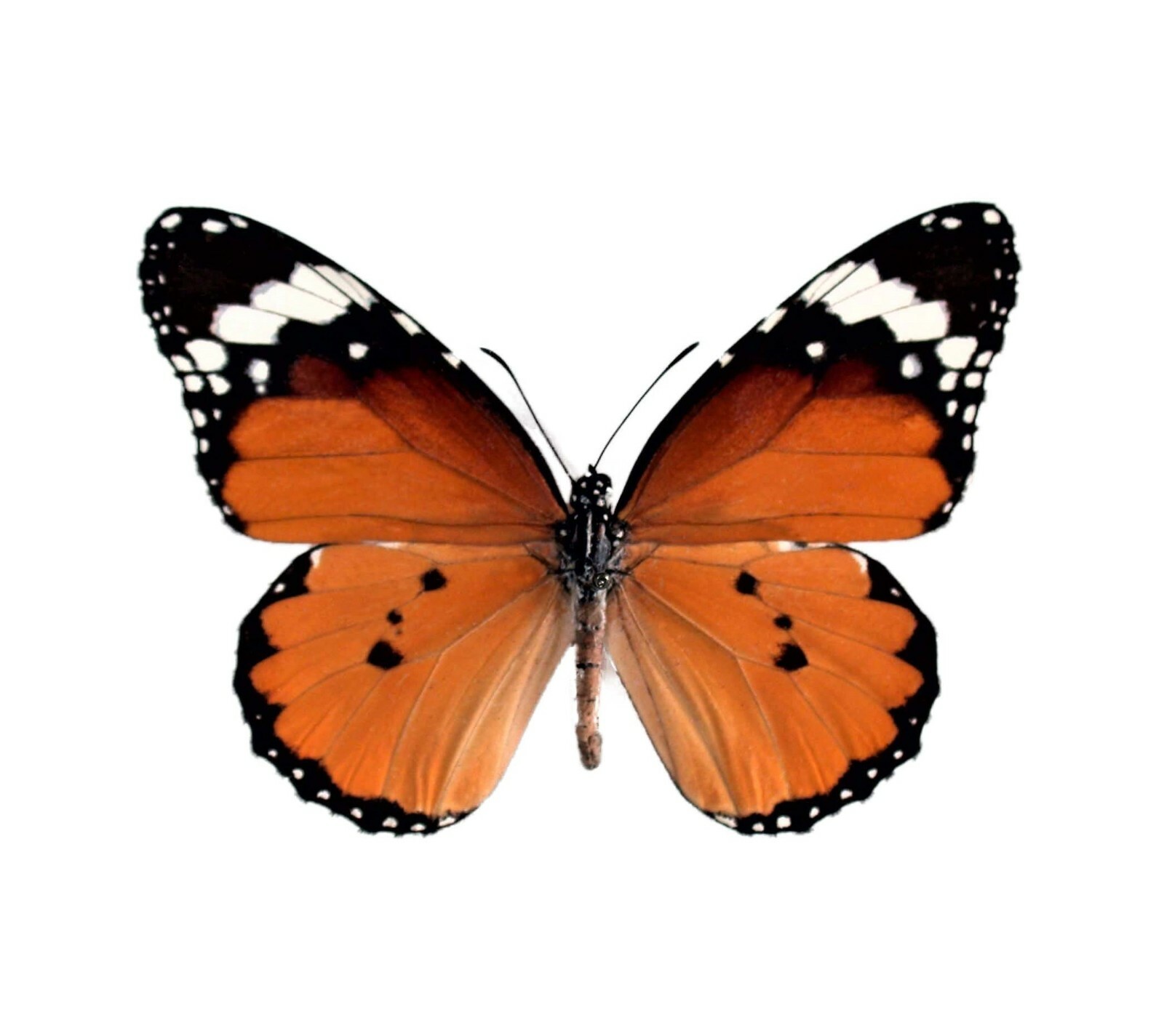 Danaus chrysippus ONE REAL BUTTERFLY MONARCH MIMIC WINGS CLOSED AFRICA Danaus chrysippus ONE REAL BUTTERFLY MONARCH MIMIC WINGS CLOSED AFRICA