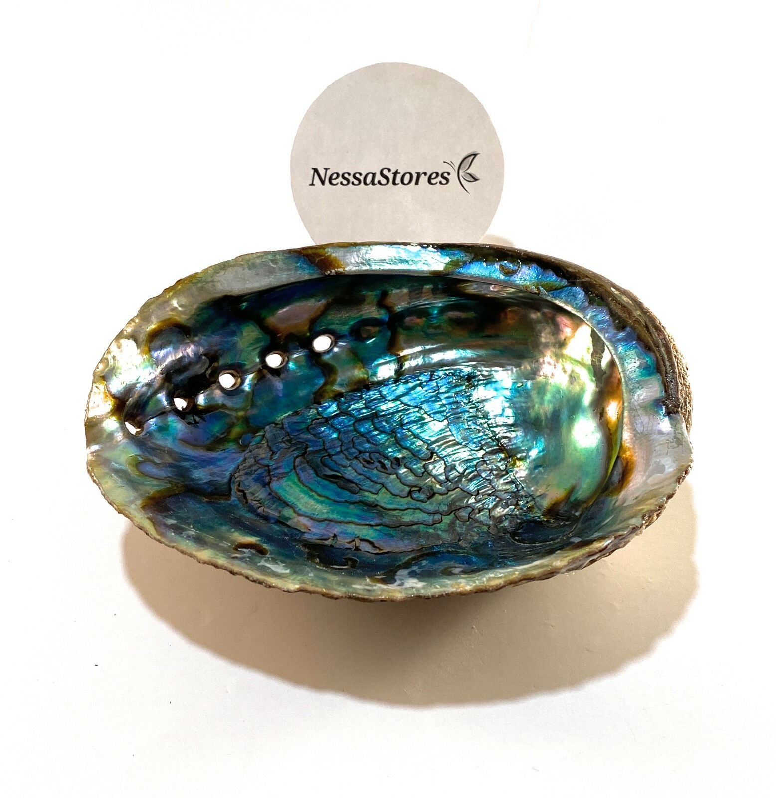 Green Abalone Sea Shell One Side Polished Beach Craft 6" - 7" (1 pc) #JC-018 Green Abalone Sea Shell One Side Polished Beach Craft 6" - 7" (1 pc) #JC-018