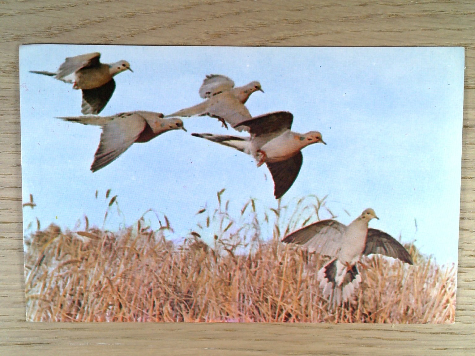 Mourning Doves Birds in Flight Photo Postcard W. K. Kellogg Bird Sanctuary Mourning Doves Birds in Flight Photo Postcard W. K. Kellogg Bird Sanctuary