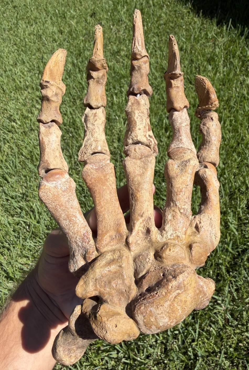 Ice Age XL Wide Fossil Cave Bear Paw (Ursus spelaeus) from Russia Ice Age XL Wide Fossil Cave Bear Paw (Ursus spelaeus) from Russia
