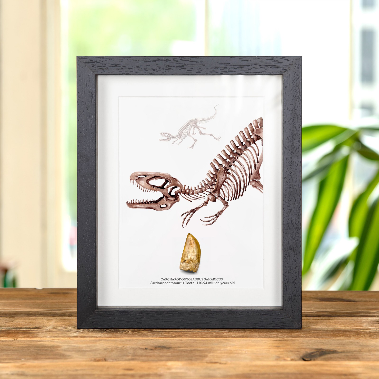Taxidermy Carcharodontosaurus Dinosaur Tooth Fossil - (Carcharodontosaurus sahar