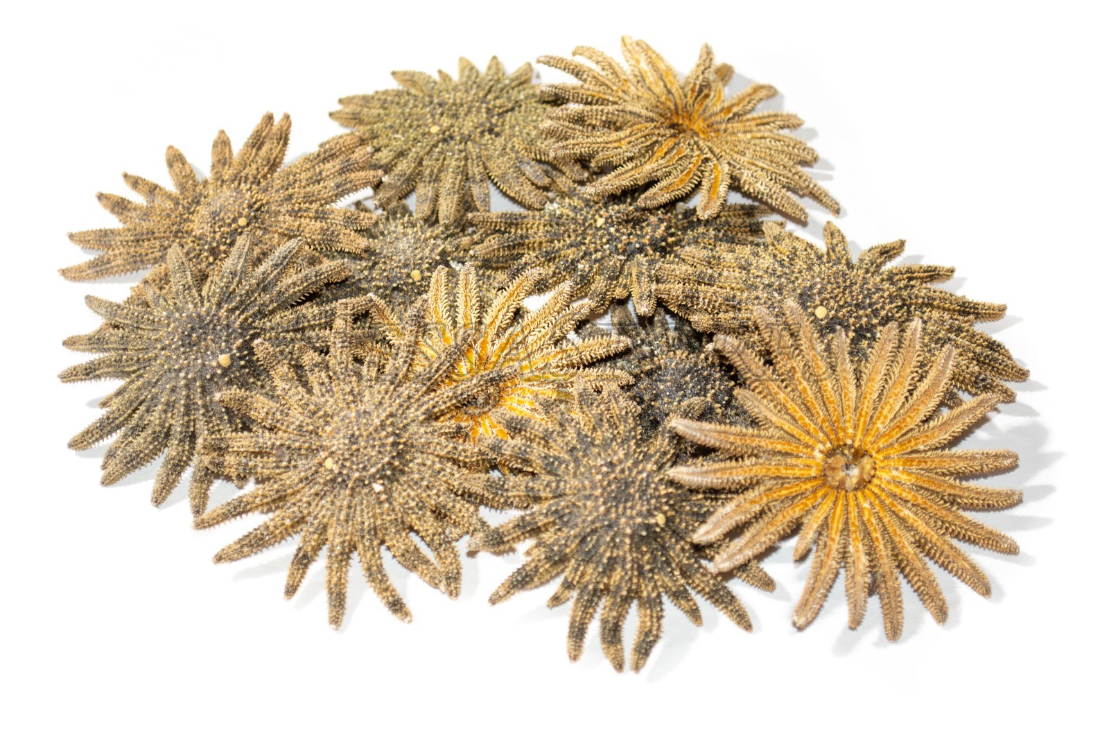 Multileg Sunflower Starfish Sea Shell Wedding Real Beach Craft 2"-3"(12 pcs) #52 Multileg Sunflower Starfish Sea Shell Wedding Real Beach Craft 2"-3"(12 pcs) #52