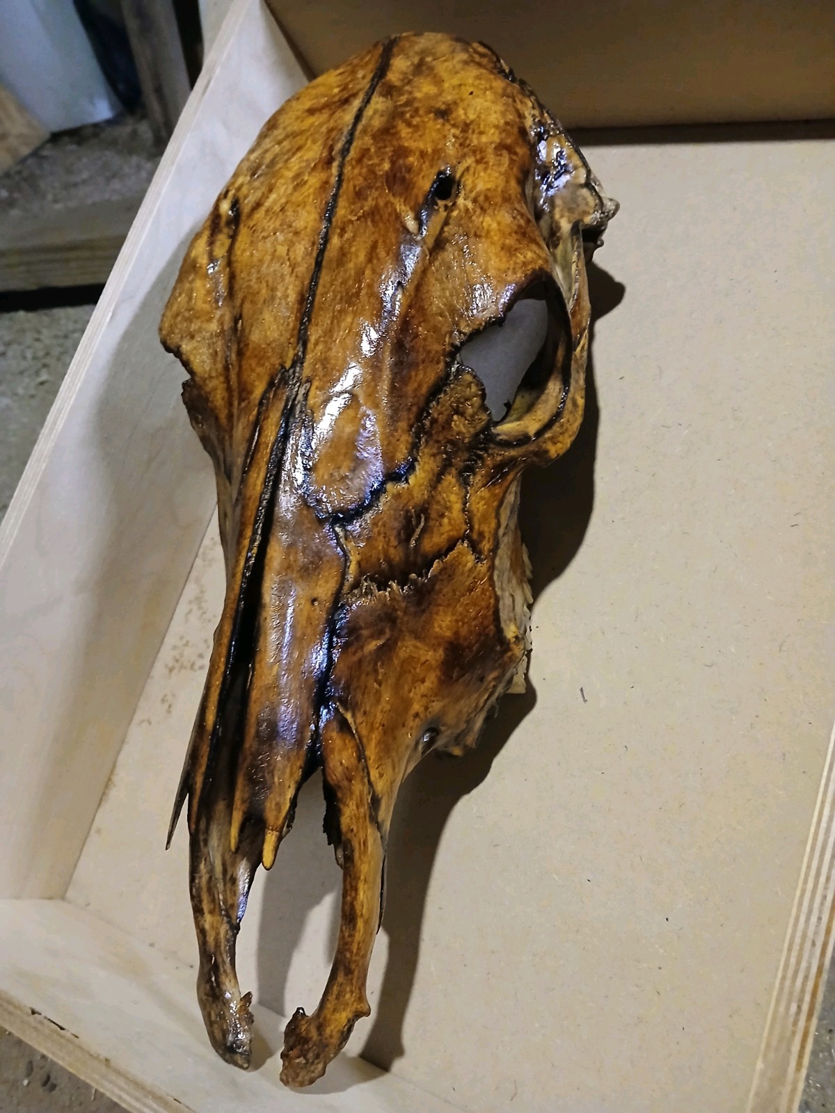 Beautiful Hand Torched Cow Skull Beautiful Hand Torched Cow Skull