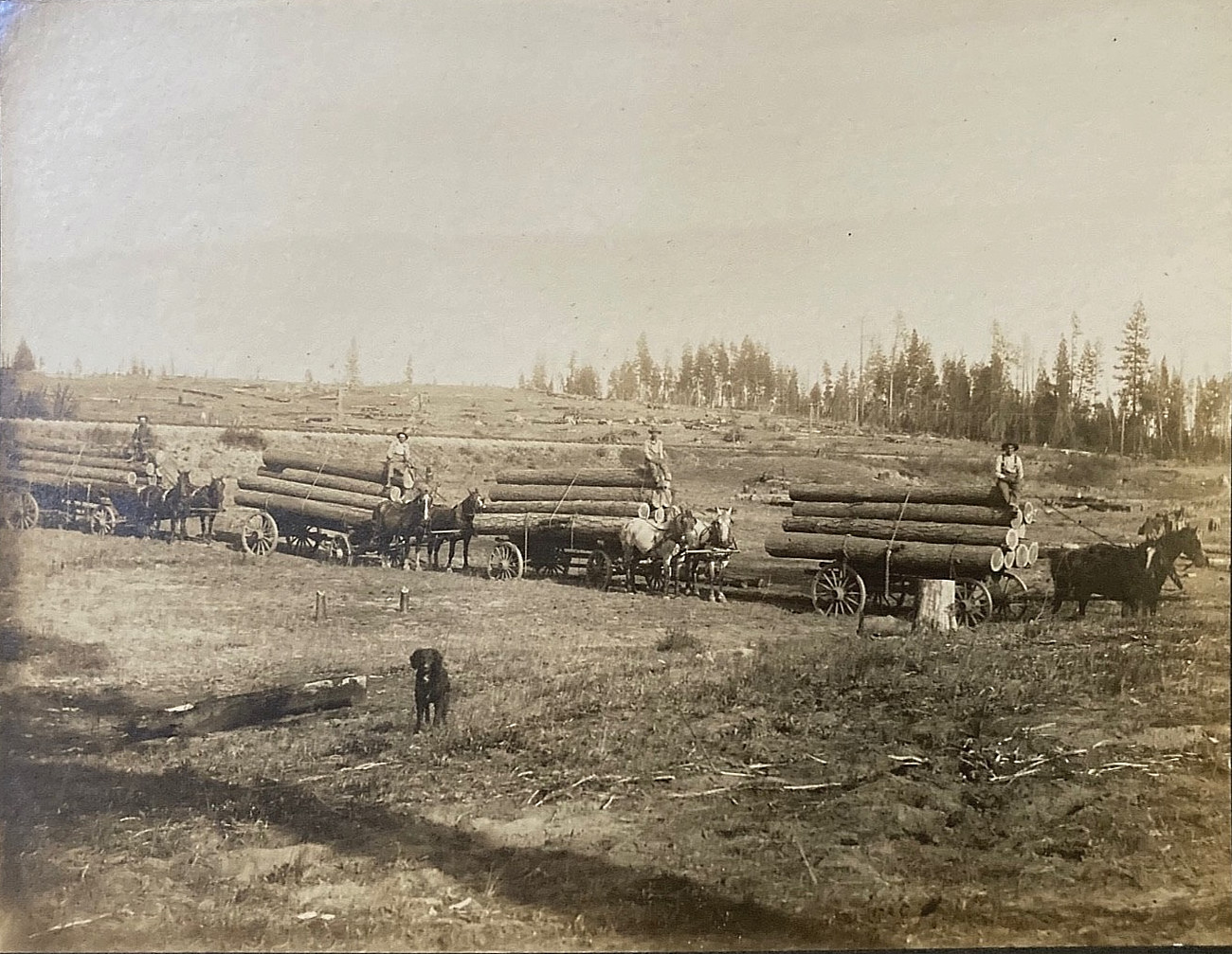 Antique 1880s Alta CA. Photo California Lumberjacks Logging Wagon Train Named Antique 1880s Alta CA. Photo California Lumberjacks Logging Wagon Train Named