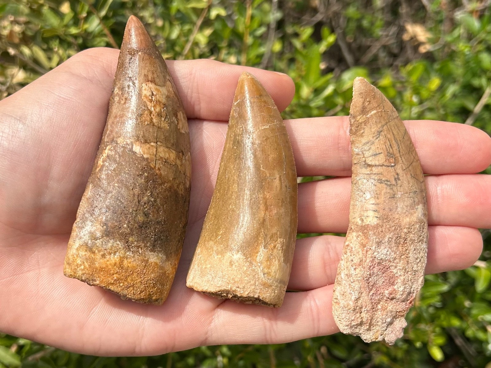 Large Carcharodontosaurus Dinosaur Teeth Fossils LOT Morocco Theropod Restored Large Carcharodontosaurus Dinosaur Teeth Fossils LOT Morocco Theropod Restored