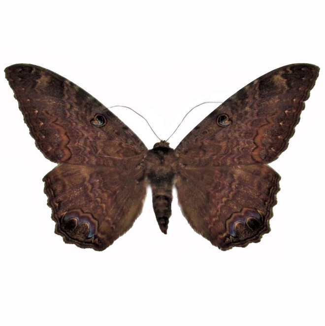 Ascalapha odorata ONE REAL BLACK WITCH MOTH UNMOUNTED WINGS CLOSED TEXAS USA Ascalapha odorata ONE REAL BLACK WITCH MOTH UNMOUNTED WINGS CLOSED TEXAS USA