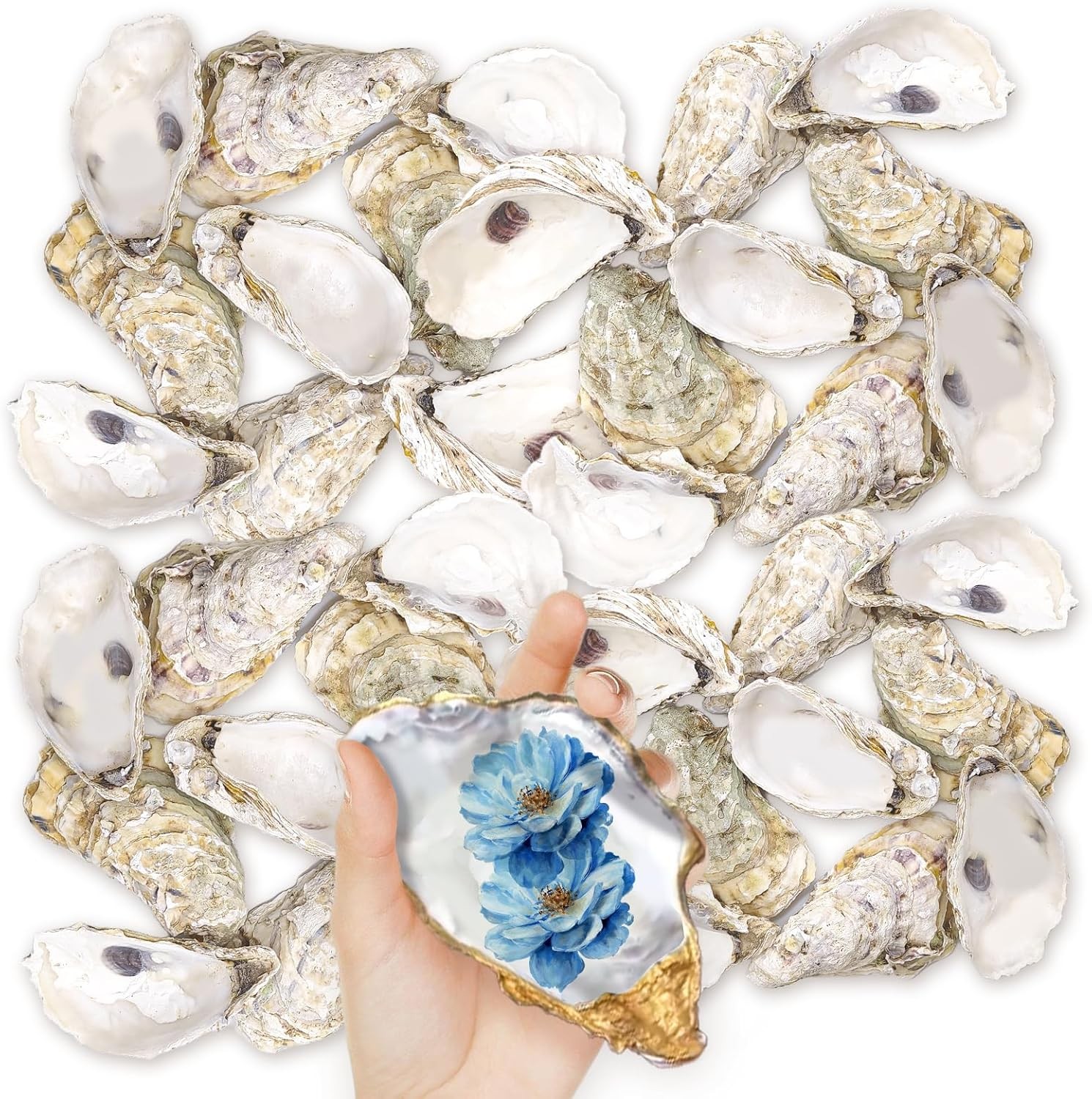 36PCS Oyster Shells 5"-6" Large Oyster Shells Bulk Oyster Shells for Home 36PCS Oyster Shells 5"-6" Large Oyster Shells Bulk Oyster Shells for Home