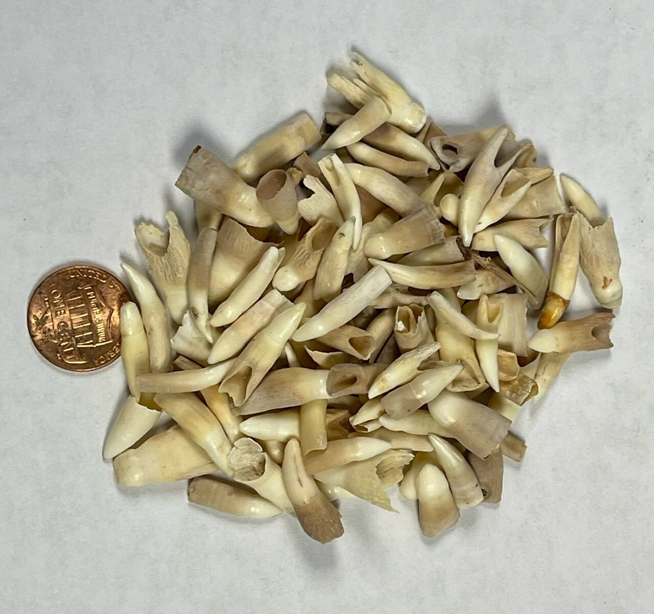 Wholesale Lot of 100 Alligator Teeth Louisiana Gator Authentic Wholesale Lot of 100 Alligator Teeth Louisiana Gator Authentic
