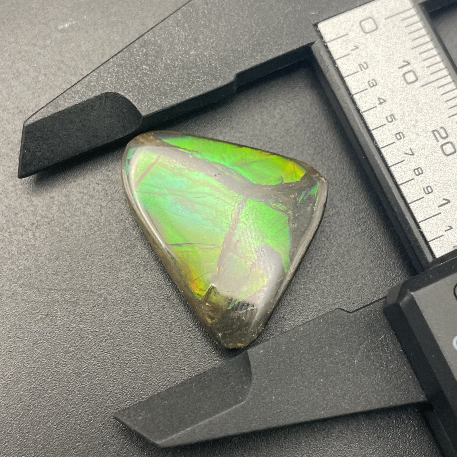 GORGEOUS GREEN CANADIAN AMMOLITE FOSSIL AMMONITE ALBERTA CANADA GORGEOUS GREEN CANADIAN AMMOLITE FOSSIL AMMONITE ALBERTA CANADA