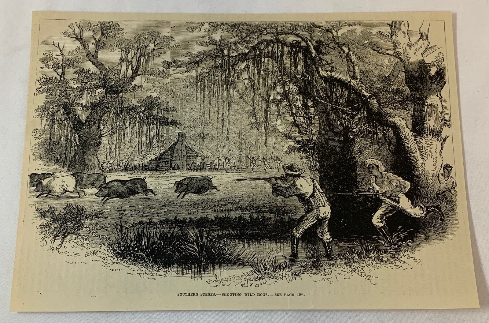 1876 magazine engraving ~ AFRICAN AMERICAN SHOOTING WILD HOGS 1876 magazine engraving ~ AFRICAN AMERICAN SHOOTING WILD HOGS