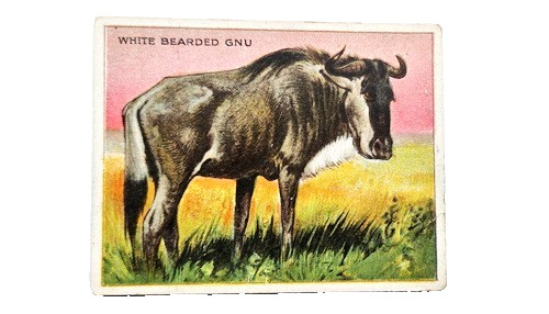 1910 T29 Hassan Animals #77 White Bearded Gnu, 1st we have Vertical, Factory 649