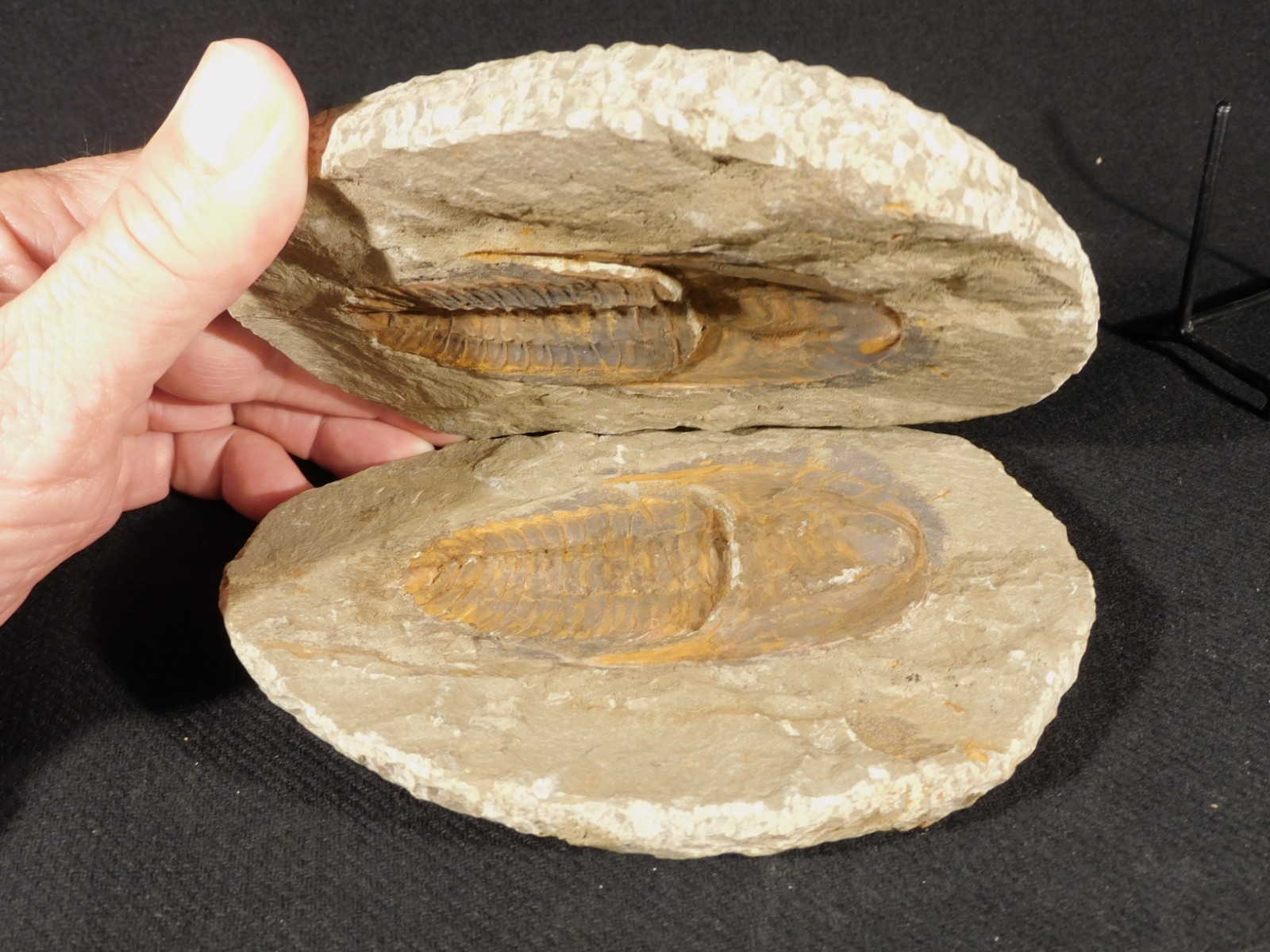 Super Nice MUSEUM Cambropallas Telesto TRILOBITE Fossil Morocco 1221gr Super Nice MUSEUM Cambropallas Telesto TRILOBITE Fossil Morocco 1221gr