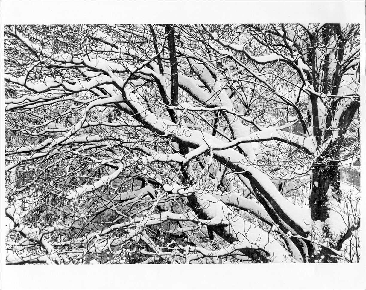 Original vintage artist proof print of snow trees from film 1995 Sutherland
