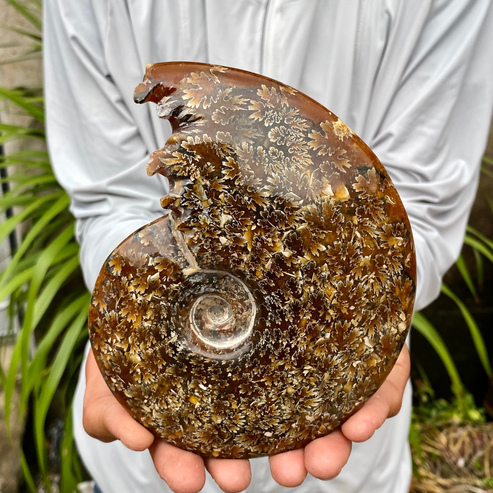 1.6LB Rare Natural Tentacle Ammonite FossilSpecimen Shell Healing Madagascar 1.6LB Rare Natural Tentacle Ammonite FossilSpecimen Shell Healing Madagascar