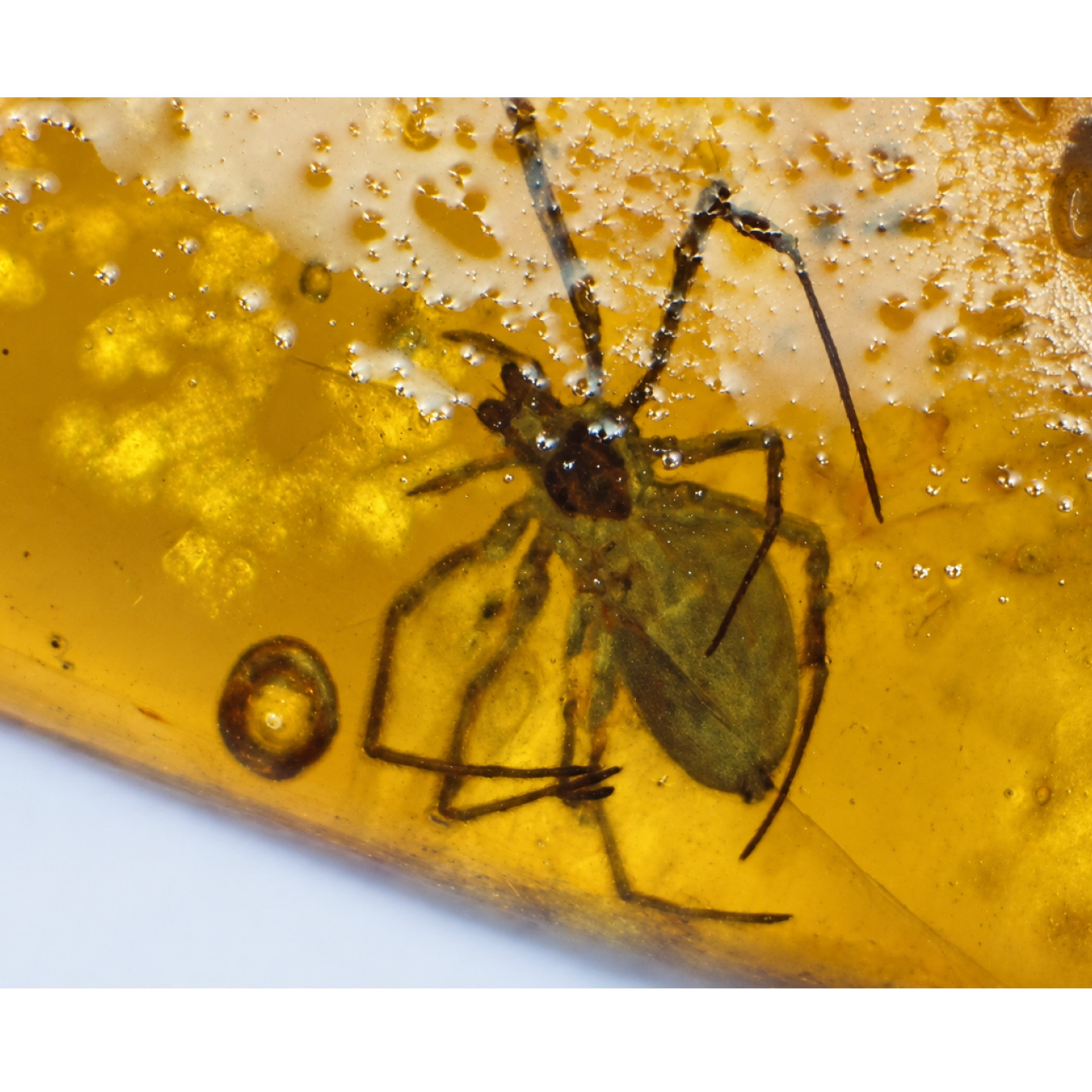 Real yellow Dominican amber true bug stone 25mm Real yellow Dominican amber true bug stone 25mm