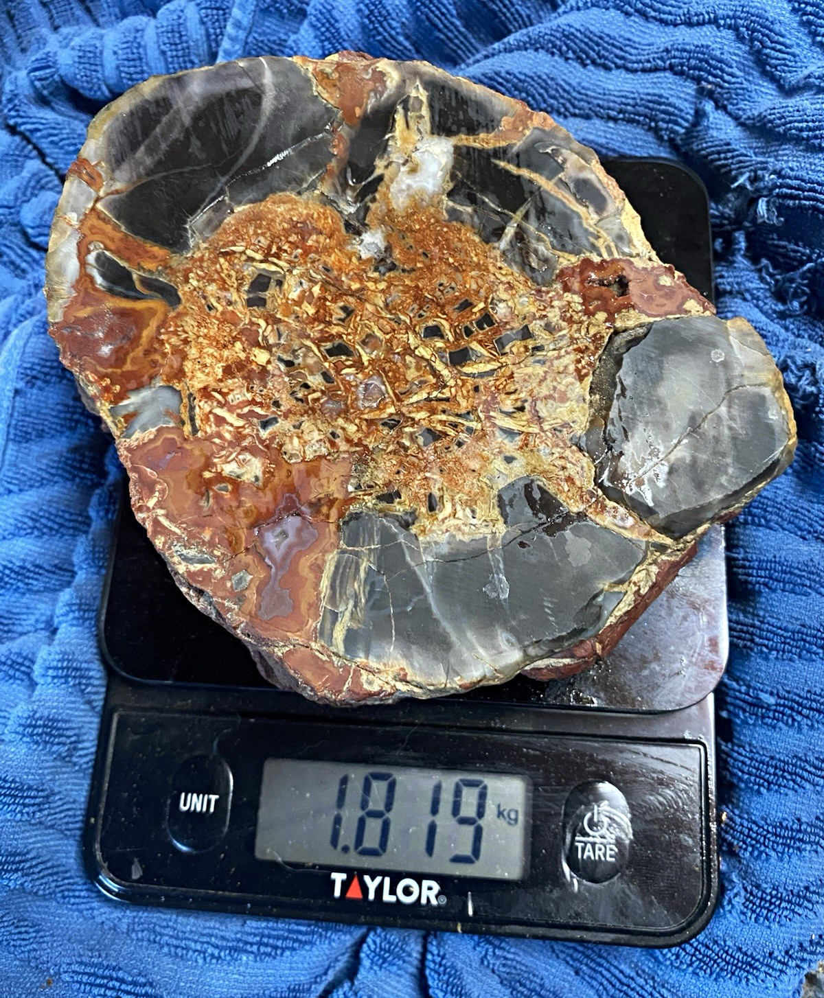 Premium Polished Arizona Rainbow Petrified Wood Slab - 4LB Agatized Fossil Fire Premium Polished Arizona Rainbow Petrified Wood Slab - 4LB Agatized Fossil Fire