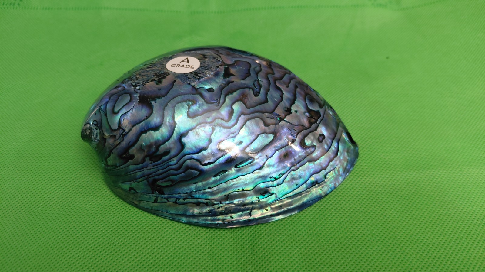 Abalone Shell From New Zealand Known As Paua Abalone Shell From New Zealand Known As Paua