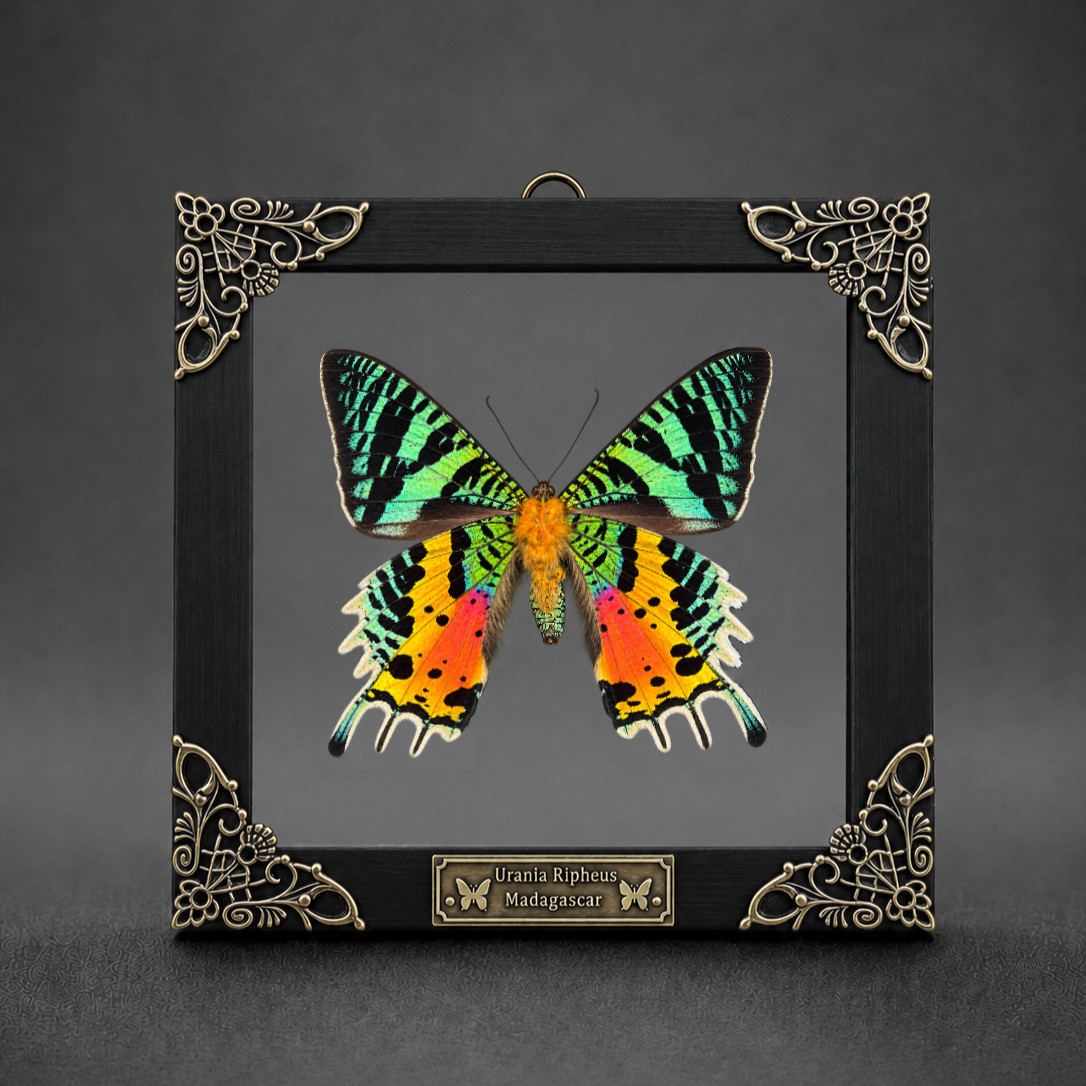 Madagascar Sunset Moth Taxidermy Real Moth in Clear Frame Floating Insect Decor Madagascar Sunset Moth Taxidermy Real Moth in Clear Frame Floating Insect Decor