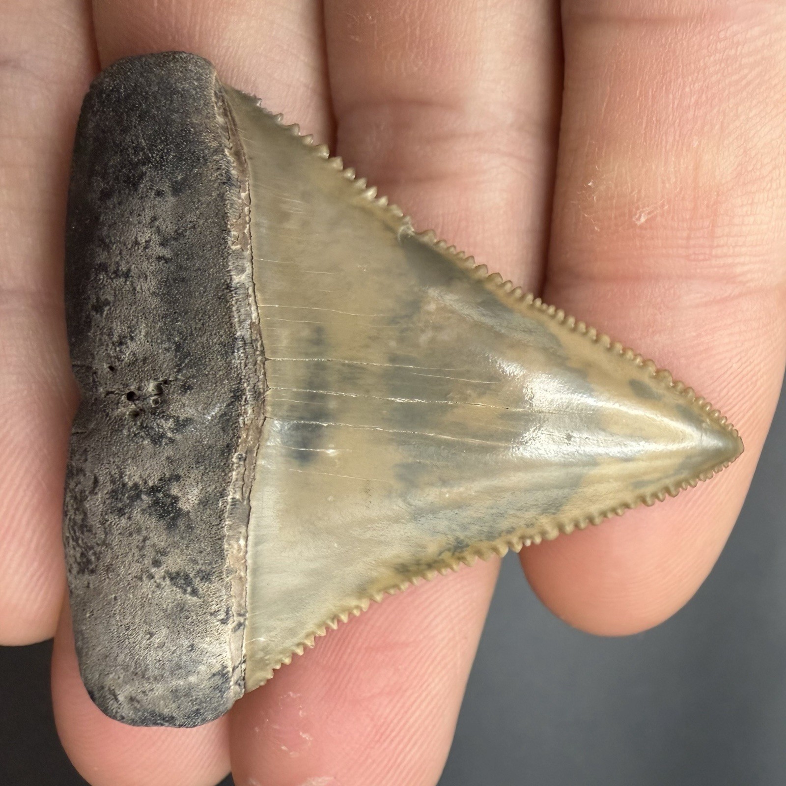 Florida Great White Shark Tooth 2.06” All Natural Florida Great White Shark Tooth 2.06” All Natural