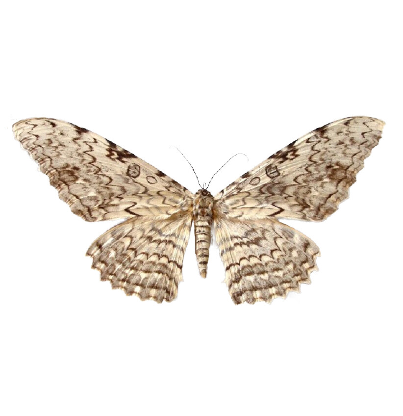 Thysania agrippina ONE REAL WHITE WITCH MOTH PERU UNMOUNTED WINGS CLOSED Thysania agrippina ONE REAL WHITE WITCH MOTH PERU UNMOUNTED WINGS CLOSED
