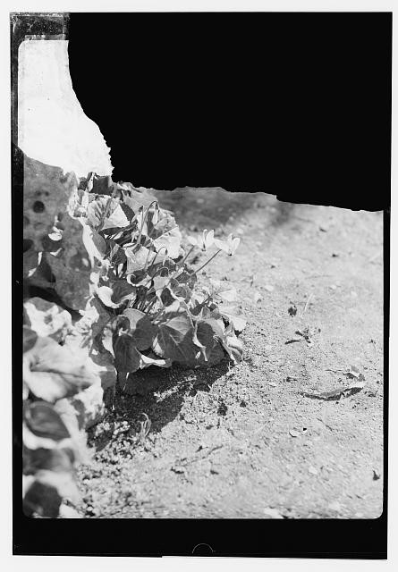 Photo:Unidentified Location Flowers 1920s-1940s Botanical Close Up Print Photo:Unidentified Location Flowers 1920s-1940s Botanical Close Up Print
