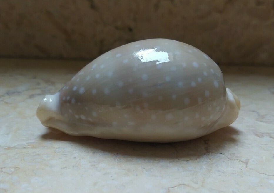 F Cypraea camelopardalis red Sea Shell 76mm F++++ Cypraeida lyncina nturl glossy F Cypraea camelopardalis red Sea Shell 76mm F++++ Cypraeida lyncina nturl glossy