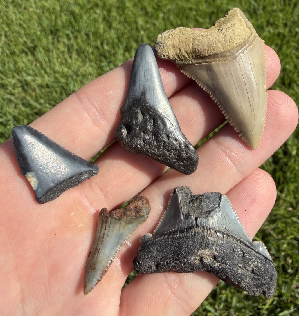 Fossil Megalodon Family & Great White Shark Tooth LOT Real Shark Teeth Fossils Fossil Megalodon Family & Great White Shark Tooth LOT Real Shark Teeth Fossils