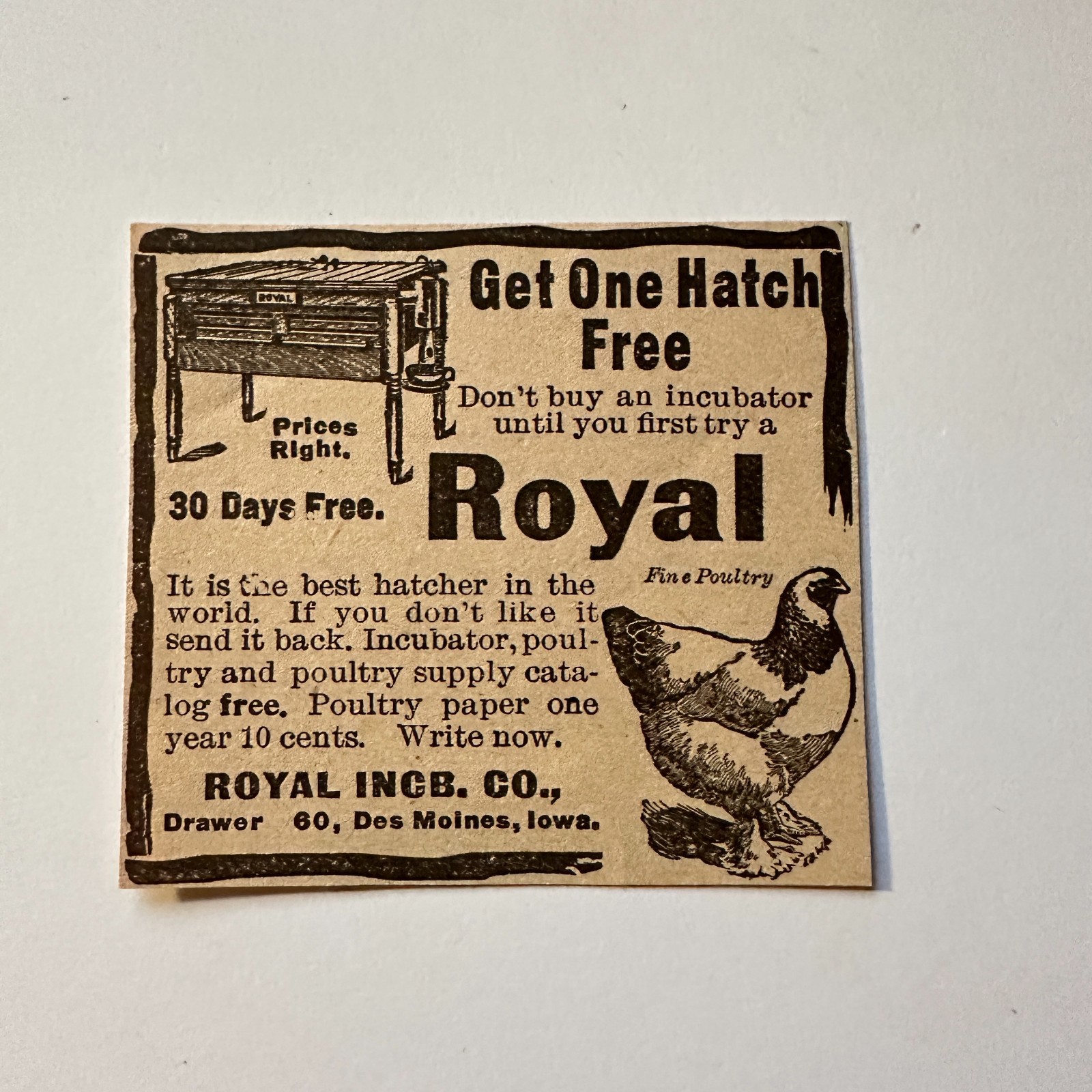 Royal Incb Co Royal Fine Poultry Des Moines IA 1906 Minneapolis Ad 5AL1-S8 Royal Incb Co Royal Fine Poultry Des Moines IA 1906 Minneapolis Ad 5AL1-S8