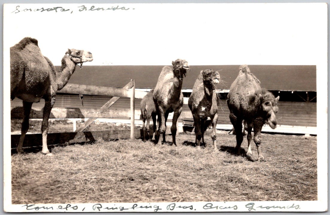 Vintage c1930's Postcard RPPC Sarasota Florida Ringling Brothers Circus Camels Vintage c1930's Postcard RPPC Sarasota Florida Ringling Brothers Circus Camels