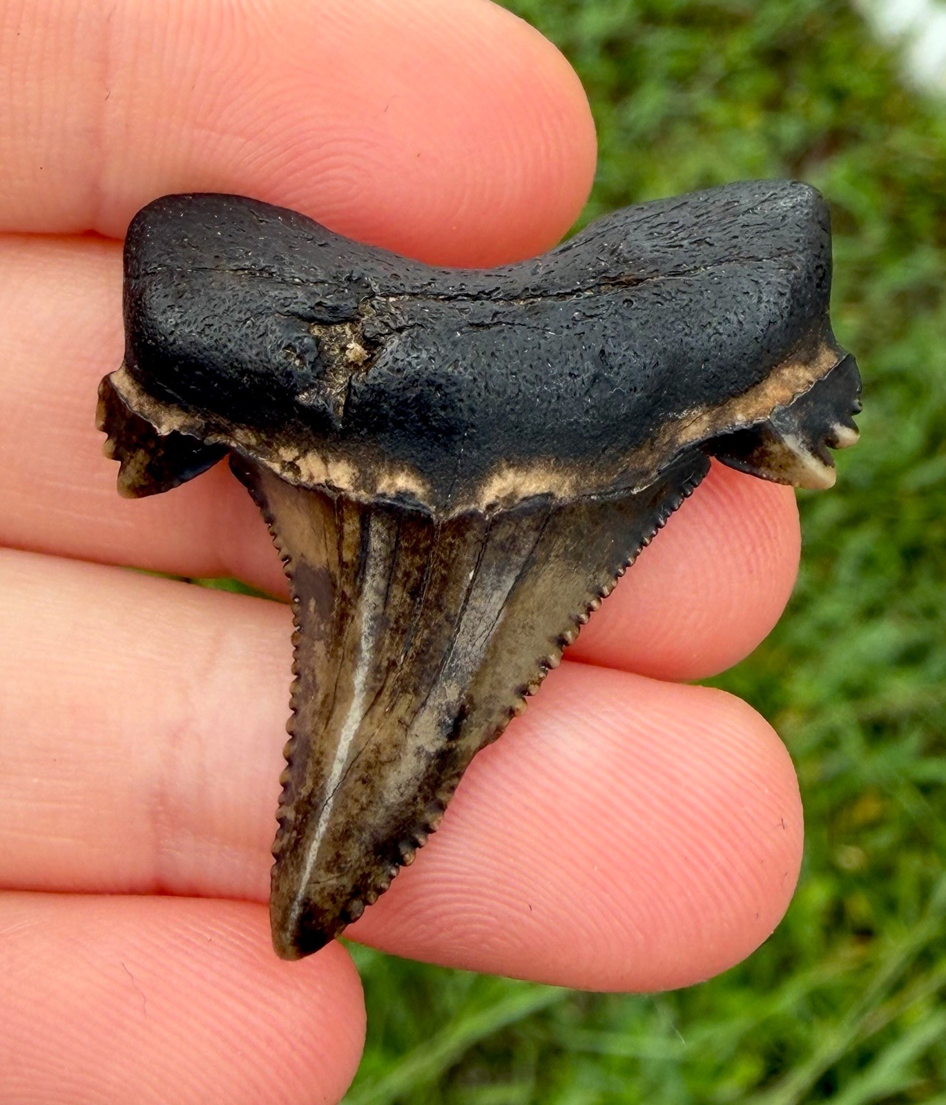 Insane Alabama auriculatus Fossil shark Tooth Fossils Sharks Teeth Ric Rare
